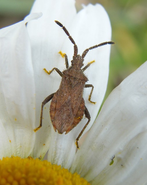 Coriomeris