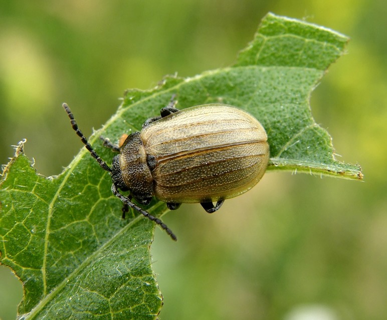 Galeruca pomonae - barna olajosbogár