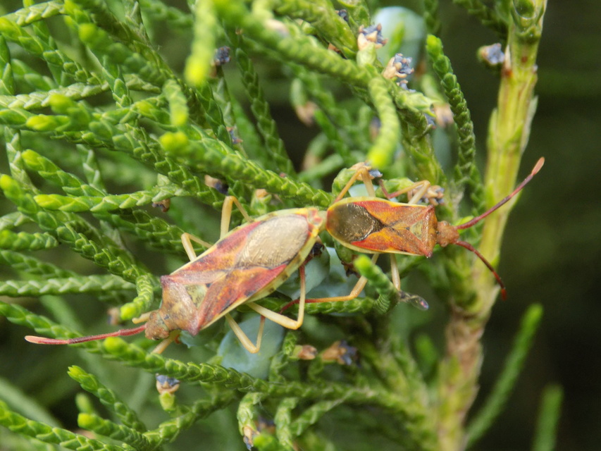 Gonocerus juniperi - boróka-karimáspoloska