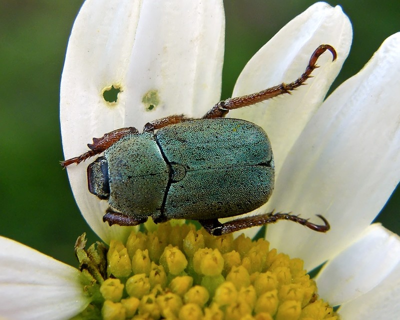 Hoplia dilutipes