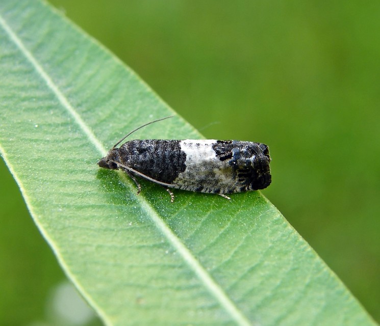 Olethreutinae