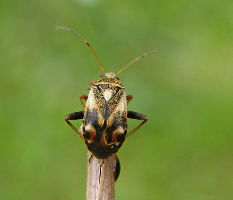 Polymerus Polymerus