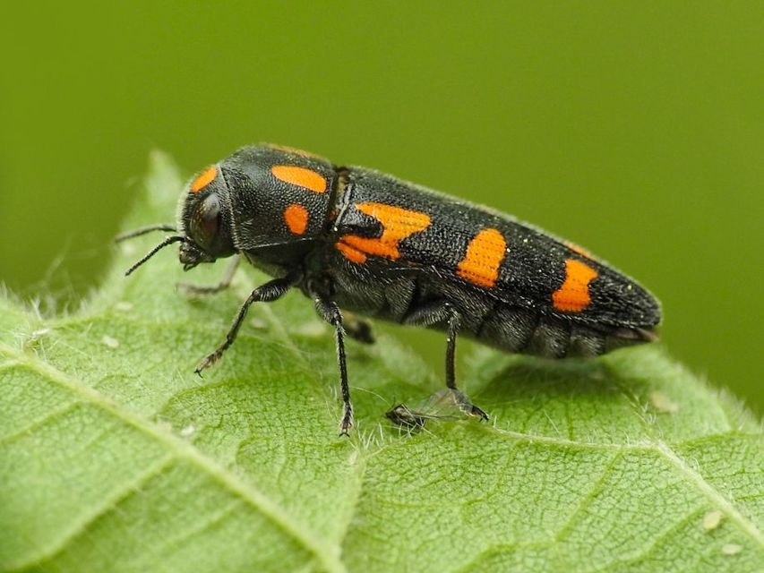 Ptosima undecimmaculata - sárgafoltos díszbogár
