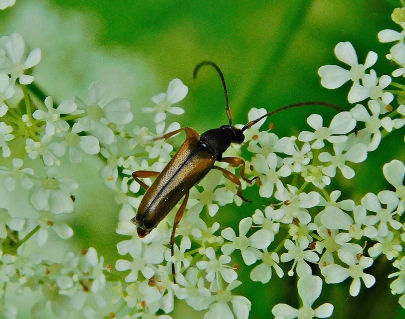 Alosterna tabacicolor - barna juharcincér