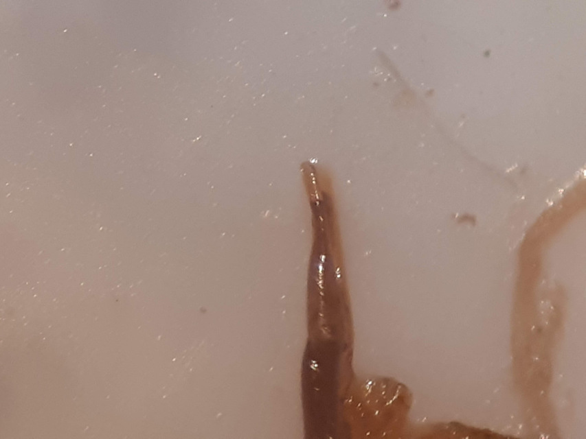 Hydrobius fuscipes - változékony csibor
