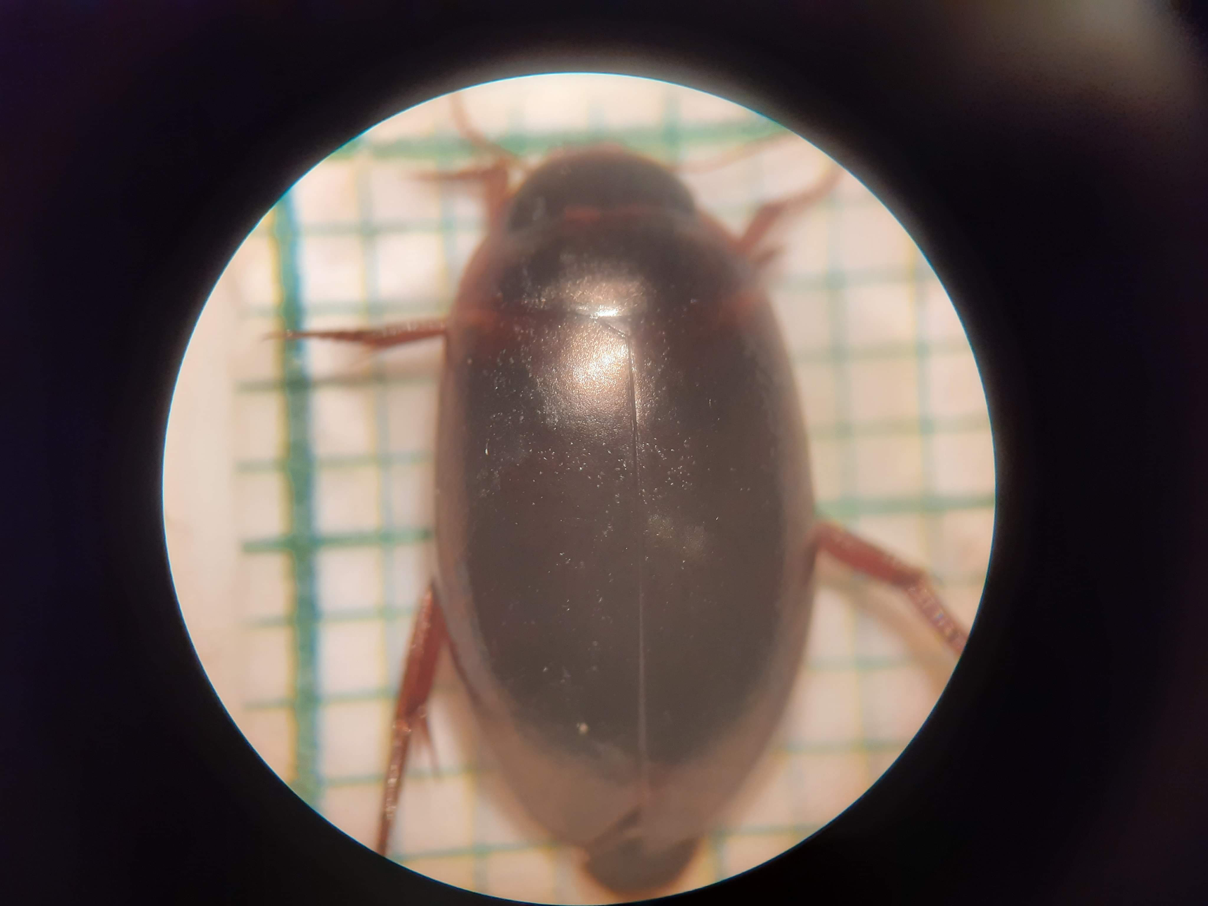 Ilybius chalconatus - rezes gyászcsíkbogár