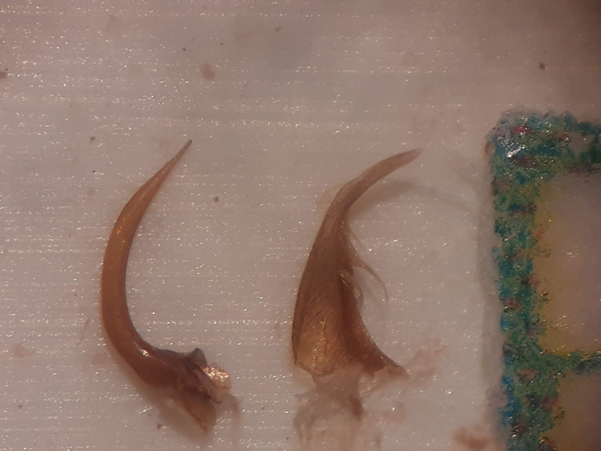 Ilybius pseudoneglectus
