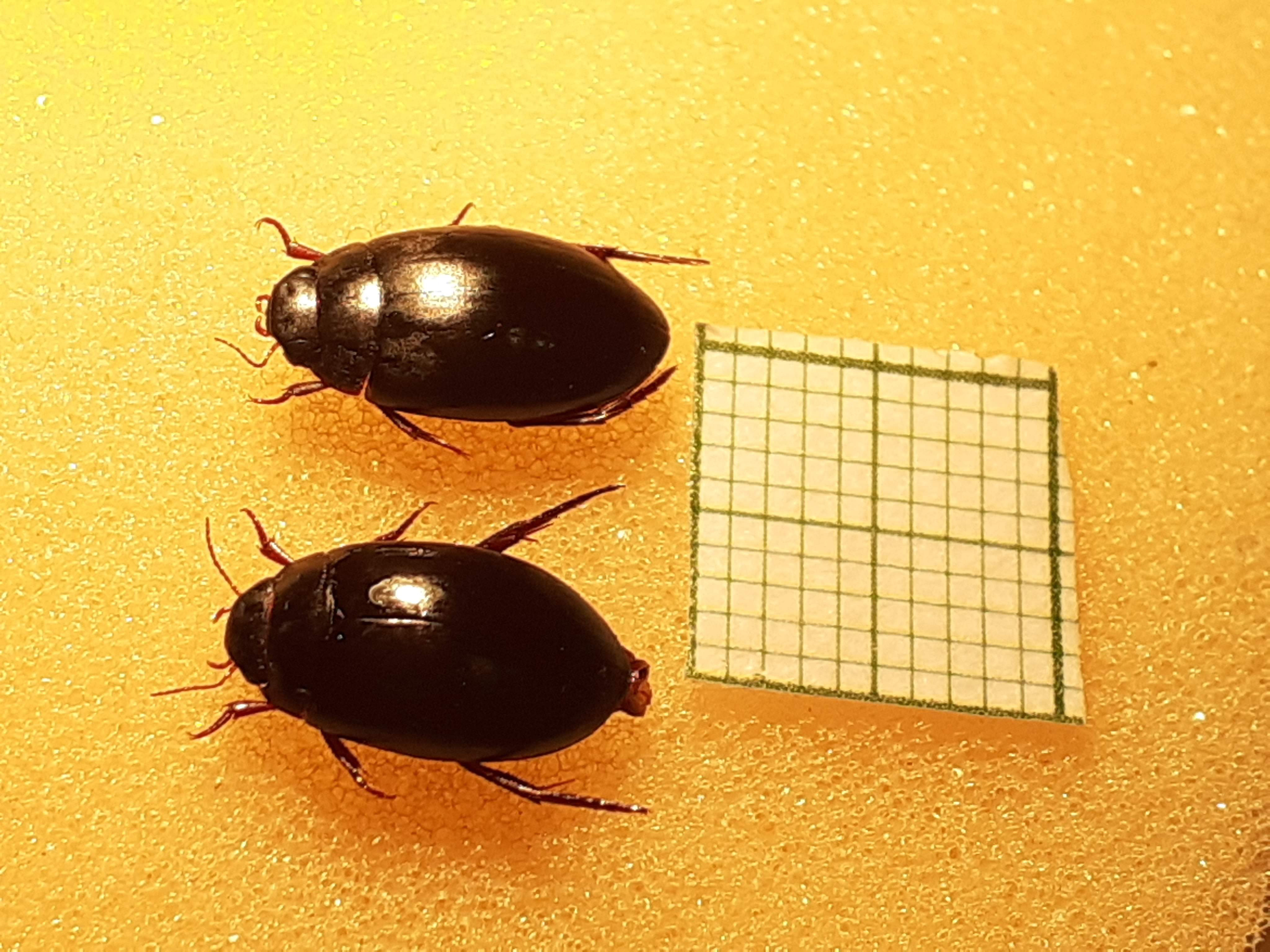 Ilybius pseudoneglectus