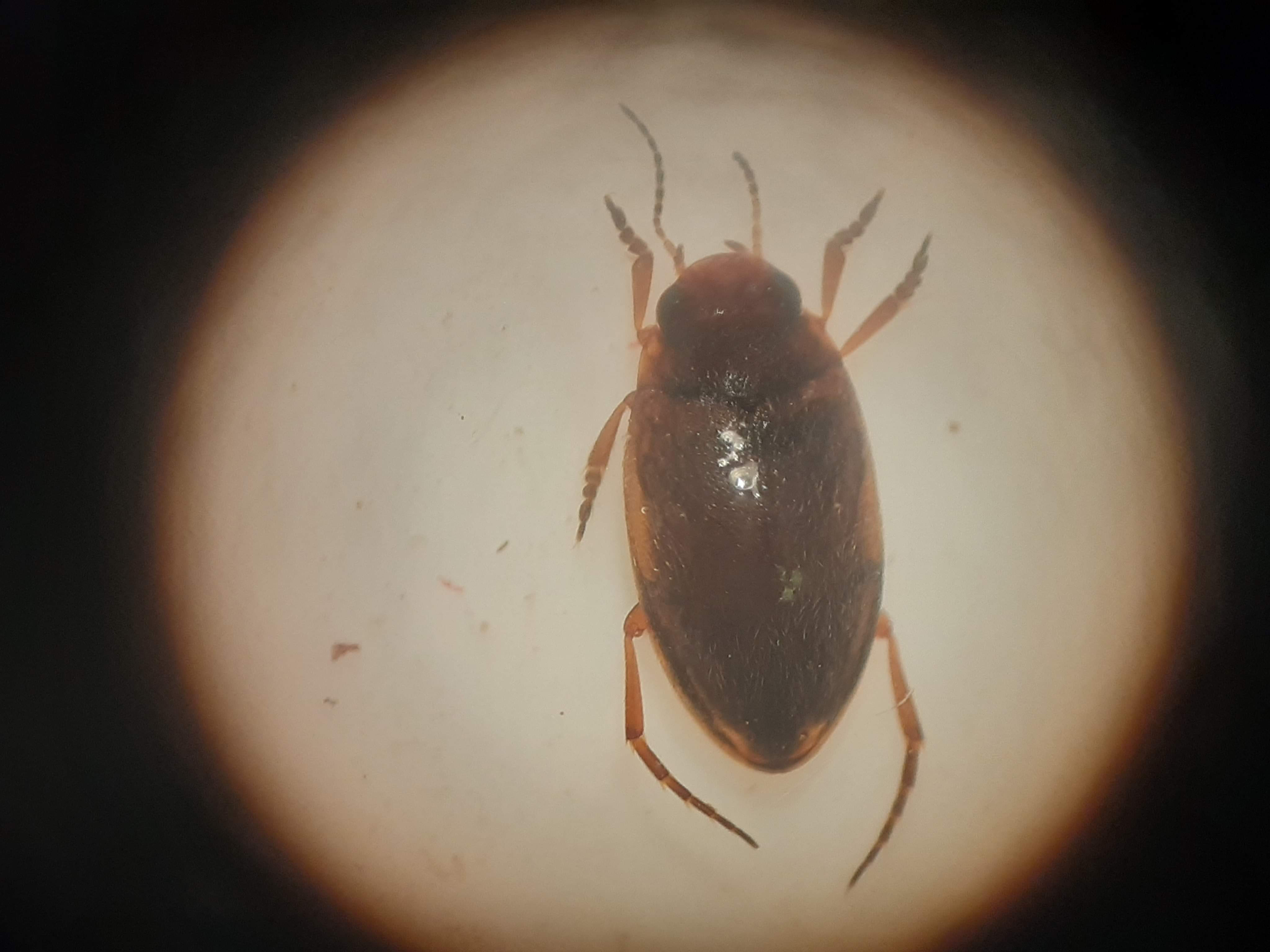 Hydroporus striola - tarka kiscsíkbogár
