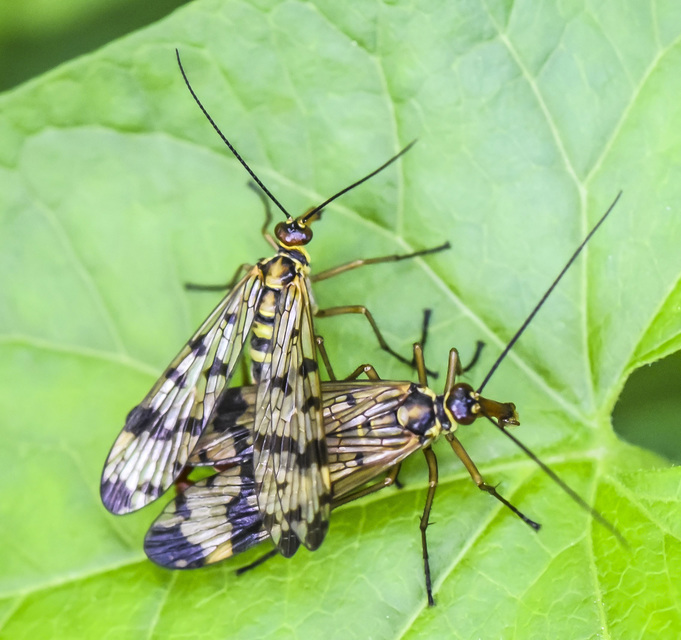 Panorpa vulgaris