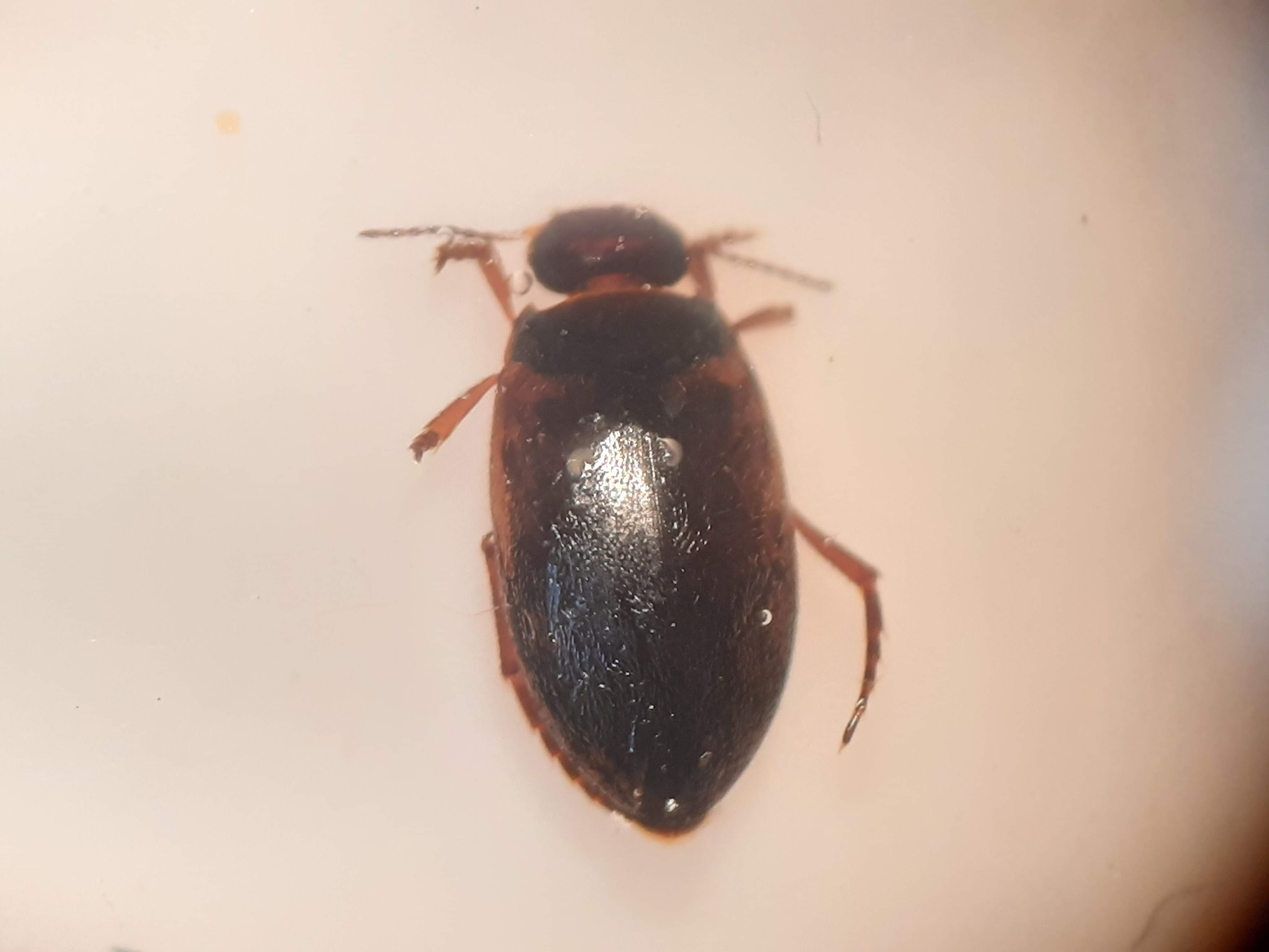 Hydroporus fuscipennis - barnaszárnyú kiscsíkbogár