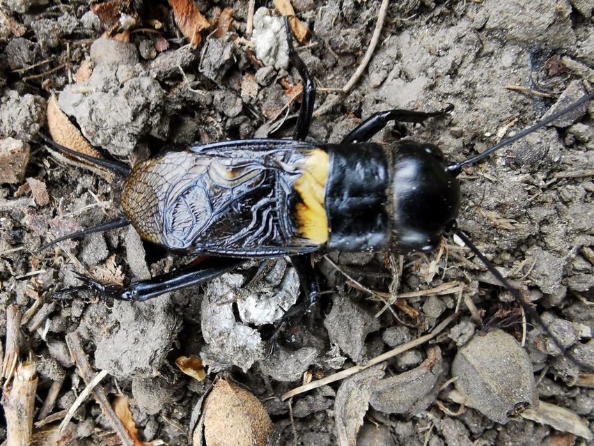Gryllus campestris - mezei tücsök