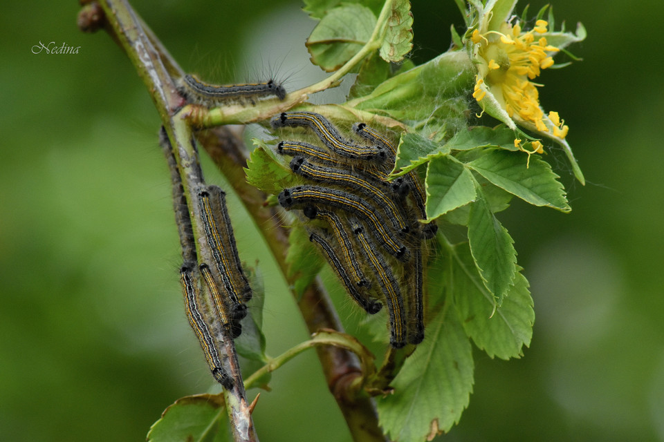 Malacosoma neustria - gyűrűsszövő