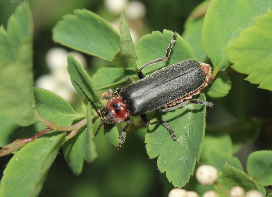 Cantharis fusca - közönséges lágybogár