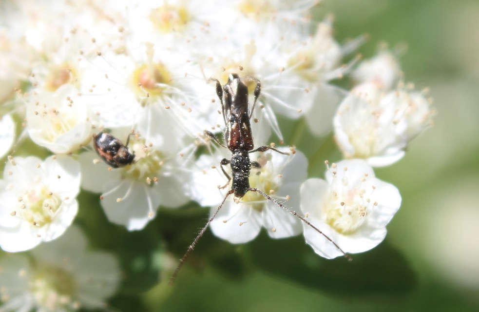 Molorchus minor - kis légycincér