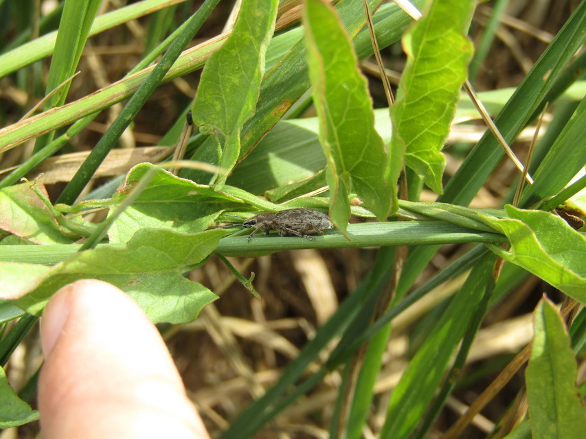 Tanymecus palliatus - közönséges hegyesfarúbarkó
