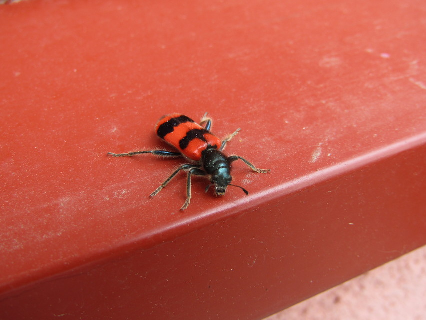 Trichodes apiarius - szalagos méhészbogár