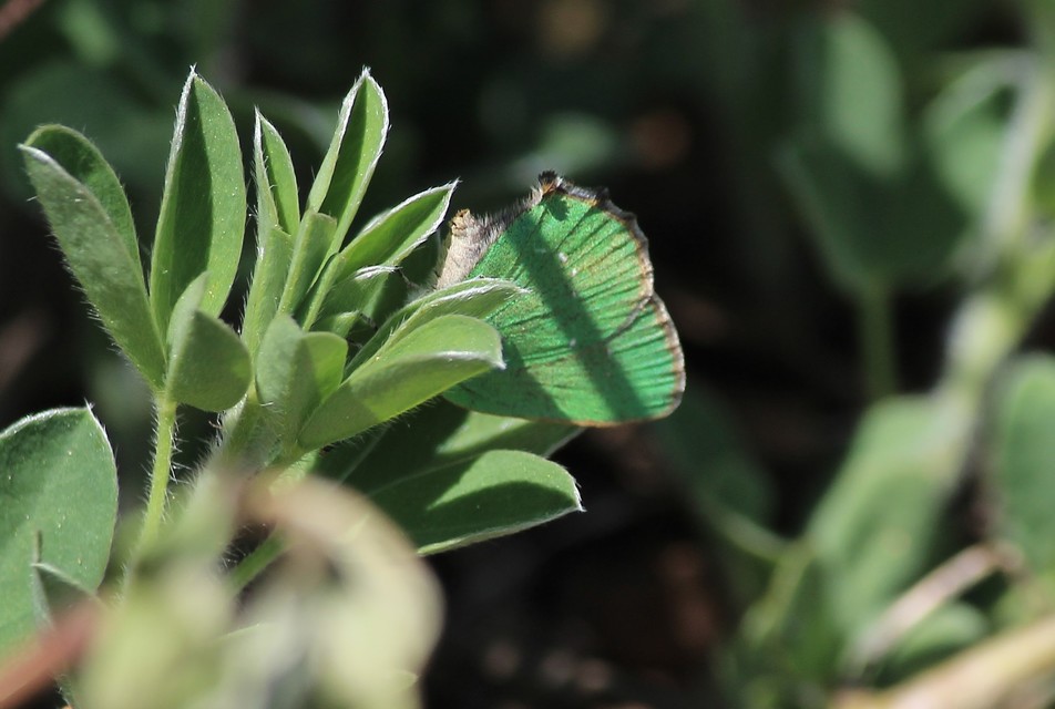 Callophrys rubi - zöldfonákú lepke