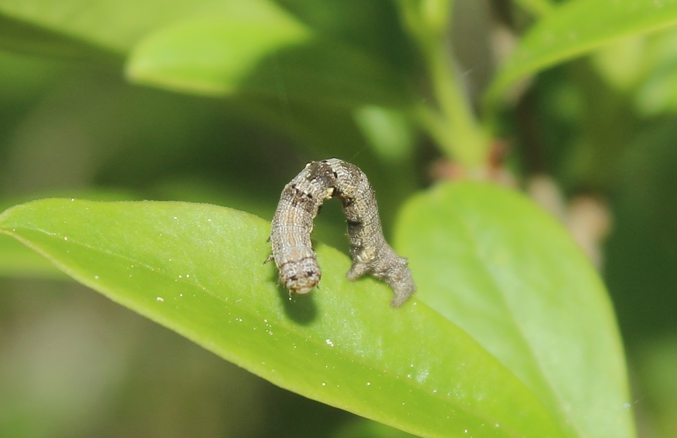 Agriopis bajaria - kökény-téliaraszoló