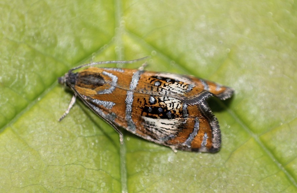 Olethreutes arcuella - avarevő tükrösmoly