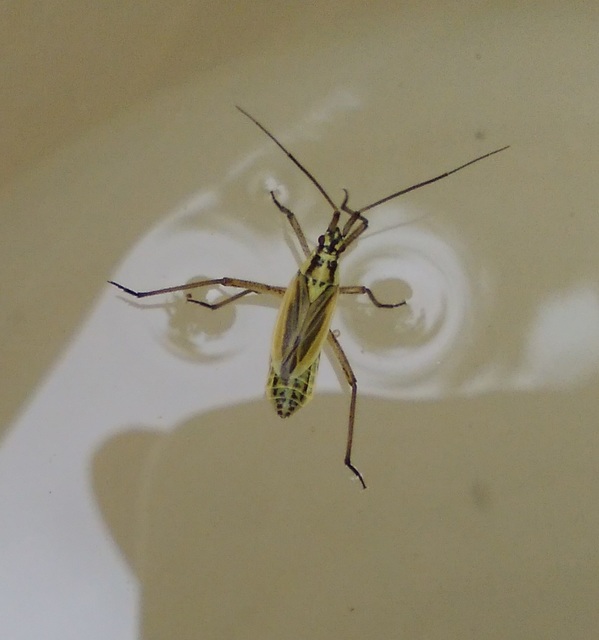 Leptopterna dolabrata - közönséges mezeipoloska