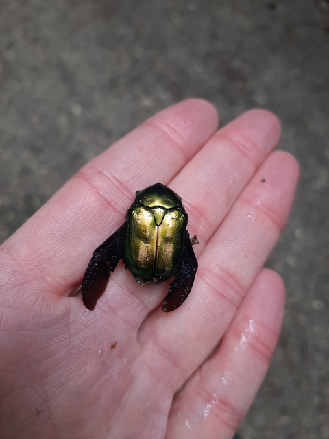 Protaetia affinis - smaragdzöld virágbogár