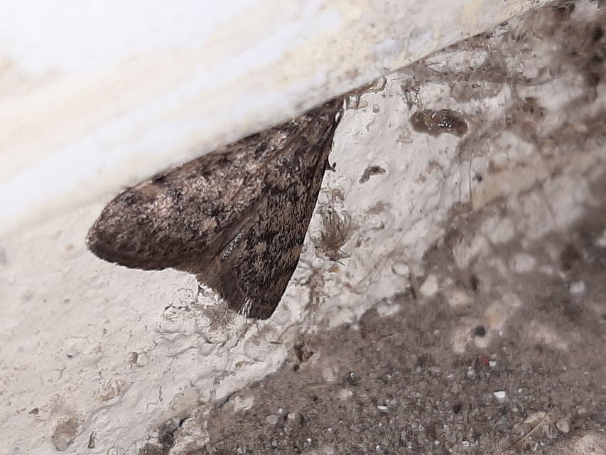 Aglossa pinguinalis - zsiradékmoly