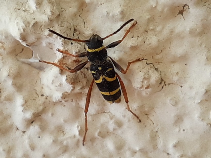 Clytus arietis - közönséges darázscincér