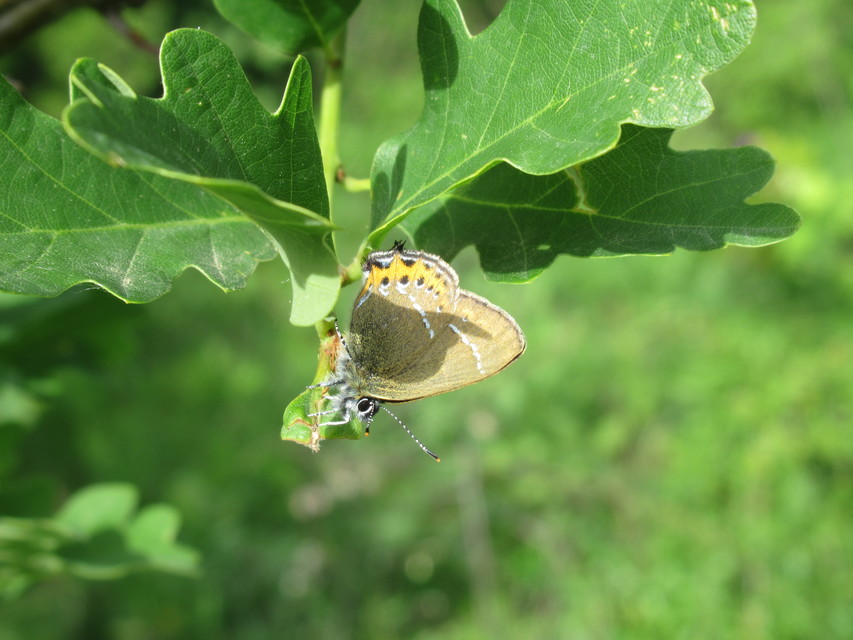 Satyrium pruni - szilvafa-csücsköslepke