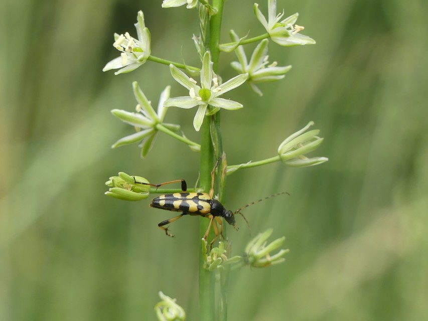 Rutpela maculata - tarkacsápú karcsúcincér