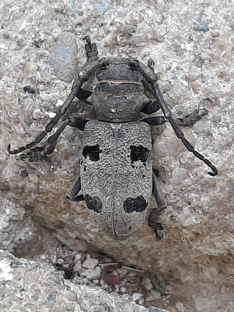 Morimus asper funereus - gyászcincér