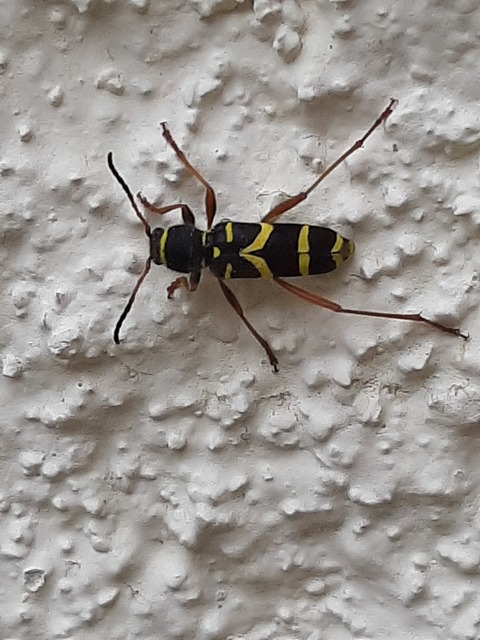 Clytus arietis - közönséges darázscincér