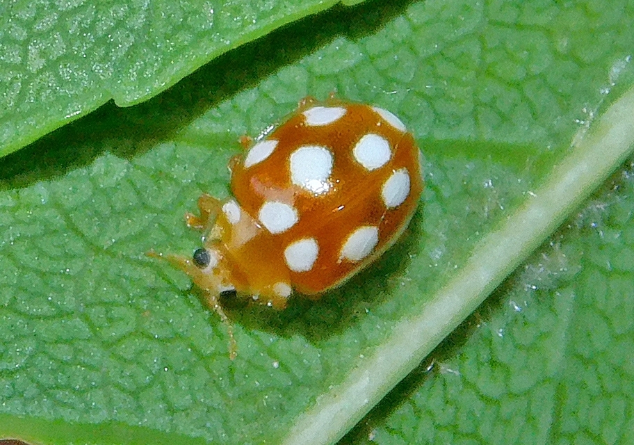 Vibidia duodecimguttata - tizenkétcseppes füsskata