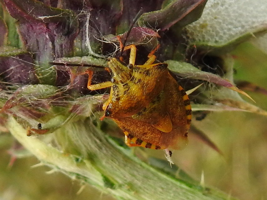 Carpocoris
