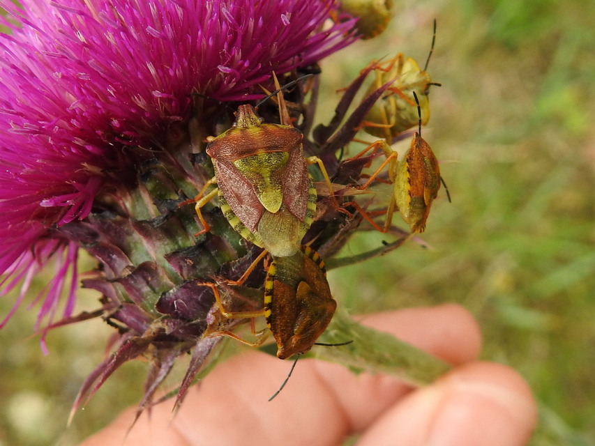 Carpocoris
