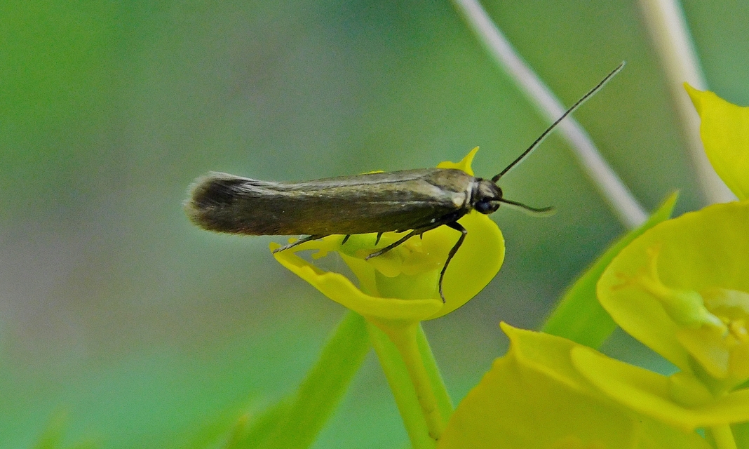 Scythris