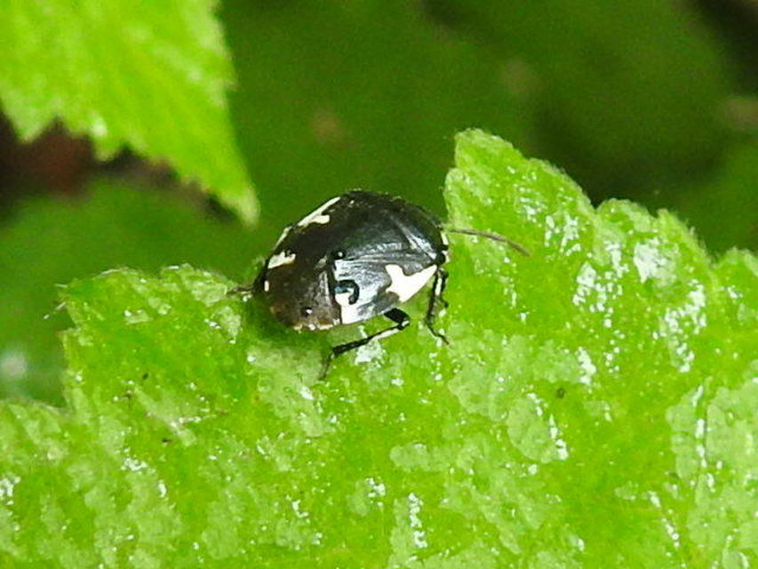 Tritomegas bicolor - foltos földipoloska