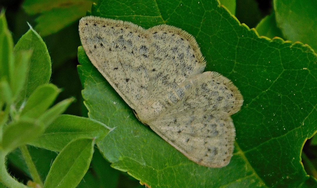 Scopula marginepunctata - pettyes sávosaraszoló