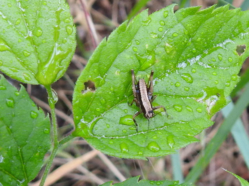 Pholidoptera griseoaptera - szürke avarszöcske
