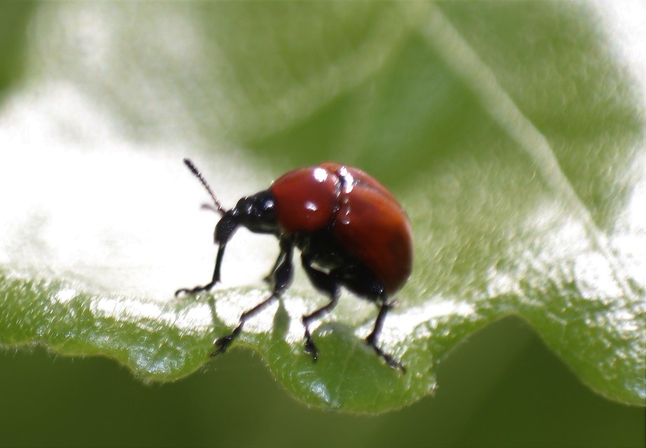 Attelabus nitens - tölgy-levélsodró