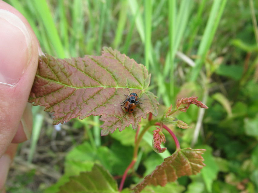 Cryptocephalus bipunctatus - kétpettyes zömökbogár