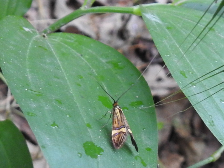 Nemophora degeerella - pompás tőrösmoly
