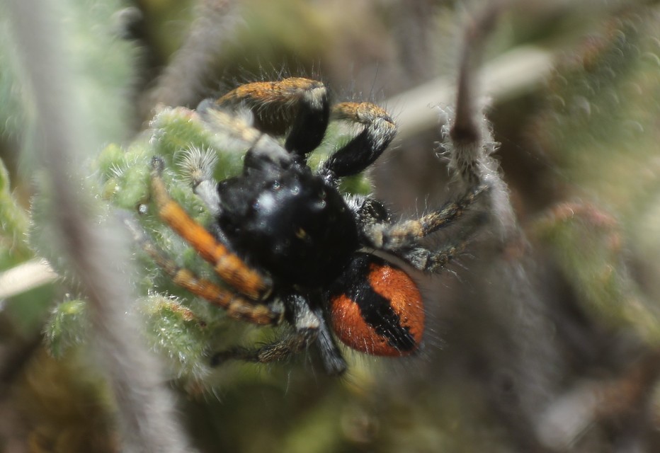 Philaeus chrysops - piros ugrópók