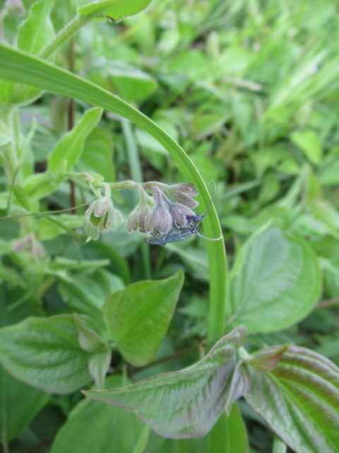 Phytoecia coerulescens - kígyósziszcincér