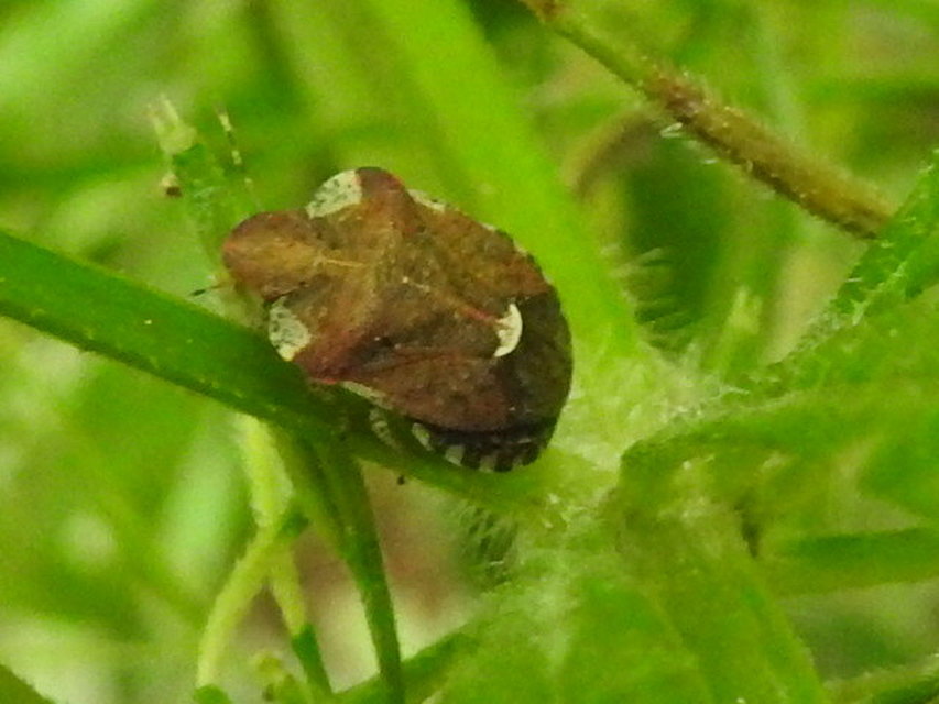 Dyroderes umbraculatus Dyroderes umbraculatus