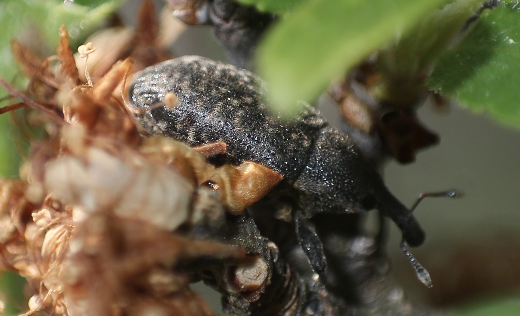 Larinus carlinae - foltos púderbarkó