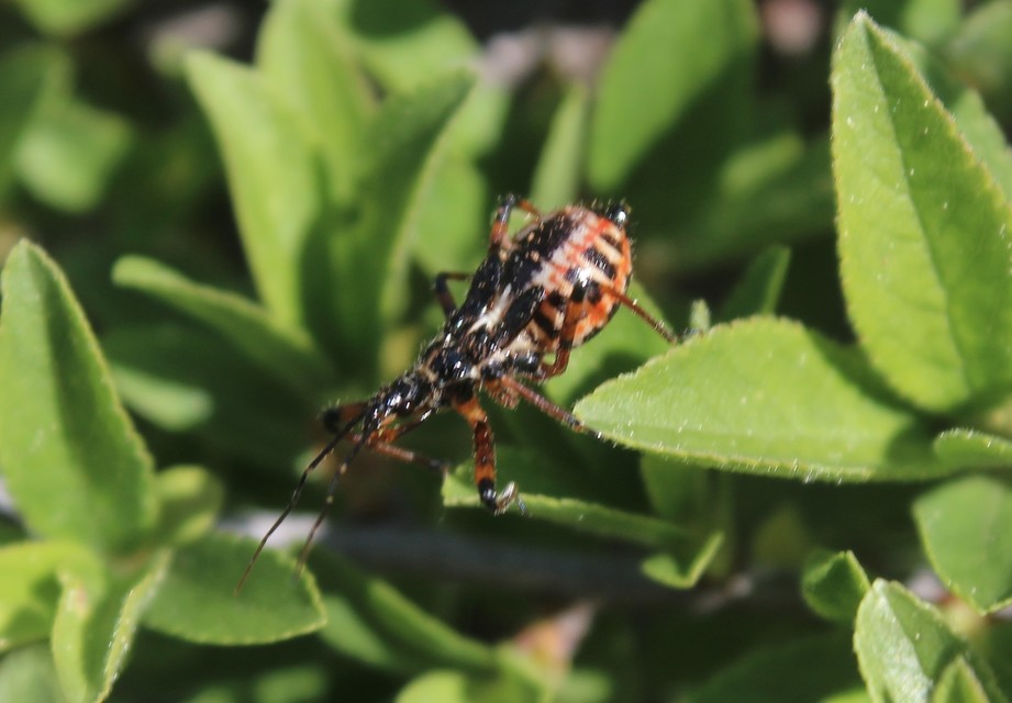 Rhynocoris