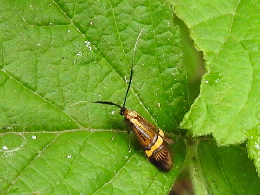 Nemophora degeerella - pompás tőrösmoly