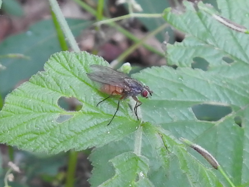 Scathophaga stercoraria - közönséges trágyalégy