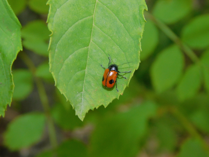 Cryptocephalus bipunctatus - kétpettyes zömökbogár